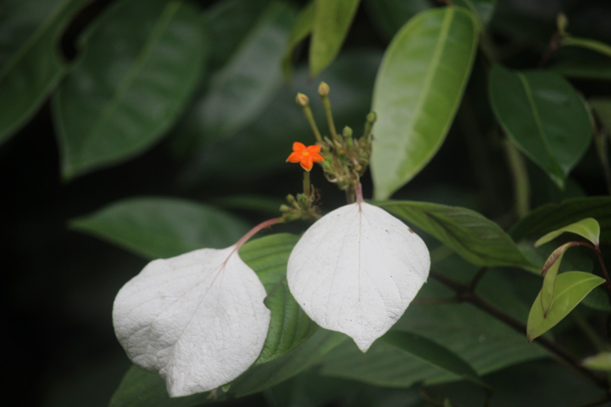 Mussaenda frondosa L.